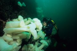 Wall dive Stubbs Island B.C.NikII 15mm Manual by Keith Partlo 
